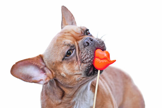 Red fawn French Bulldog dog trying to eat red kiss lips photo prop in front of  white background