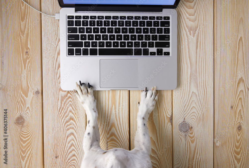 Poster image of dog’s paws in front of laptop keyboard. view from above. pet’s chat concept image.
