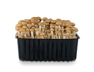 Brown beech mushrooms, Shimeji mushroom in the package on white background, clipping path.