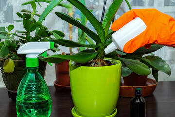 Woman gives fertilizer to the flowers of the orchids. Houseplant care concept. Prevention of indoor plants