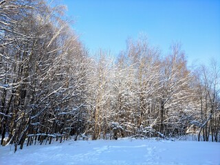 snowy winter forest with blue sky 