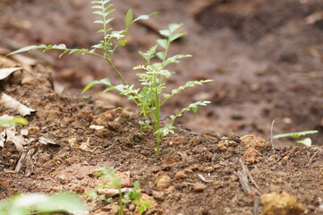 Small curry leaves plant on the ground