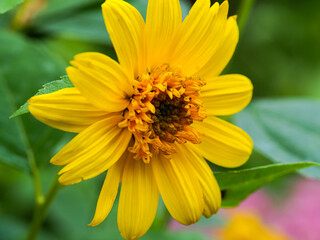 Closeup of the yellow flower of a narrow-leaved sunflower, Helianthus angustifolius