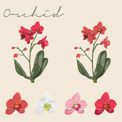 Set of Different coloured Orchids, Flower heads, stem and leaf Realistic Botanical Colourful vector illustrations