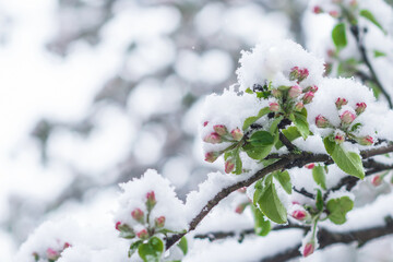 Apple tree  with unfolded blossoms covered with snow in springtime in the garden after snowstorm, horticulture, cold weather damages to agriculture  concept 