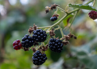 Blackberries on a branch in an organic garden. Close-up of a berry.