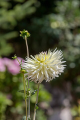 The dahlia grows on the flower bed close-up