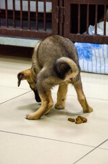 Puppy pooping in the apartment