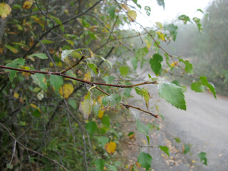 Autumn. A web of dew drops on a tree branch in cloudy foggy weather.