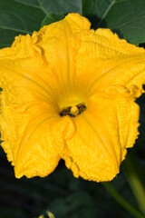 Bees inside a pumpkin flower