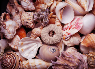 a lot of different empty sea shells on background, macro details