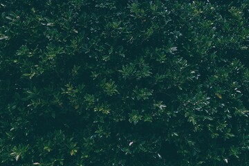 Dark Green Leaves Texture Background.