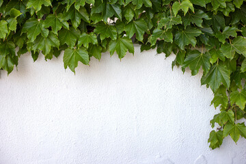 Green ivy on a white wall background