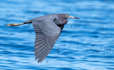 Little Blue Heron in flight