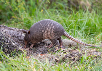 Armadillo foraging for food