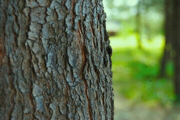 tree bark texture