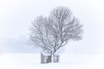 Hütte mit Baum im Winter