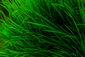 Green grass background. Nature, green, beautiful grassy wallpaper. Pattern.