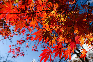日本の秋の風景 美しい紅葉 鮮やかなもみじ  青空