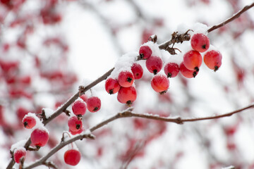 Fototapeta na wymiar red berries on tree wtih snow and ice