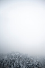 vertical background with snow covered forest trees with foggy gradient in white upwards