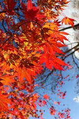 日本の秋の風景 鮮やかなもみじ 美しい 紅葉 