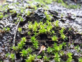 green moss on the rock