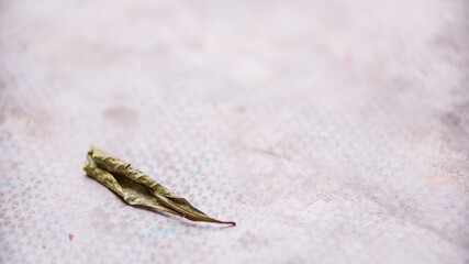 A dry leaf fell on a white cloth. Like the life of all of us, when the time comes it must fade away. Copy Space.