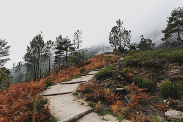 Beautiful shot of a narrow road through the foggy fore