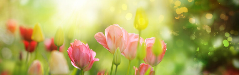 Tulpen mit vielen Farbtönen in hellem Sonnenlicht, Banner