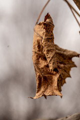 The last autumn leaves are blowing in the wind