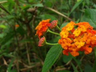 orange flower in the garden