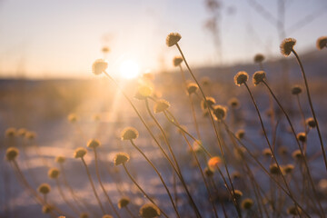 Wild plants at sunset