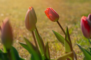 Red tulips close-up in the garden. Beautiful spring flower background. Soft focus and bright lighting. Blurred background with space for text. Flowerbed in the bright sunlight. Macro, copy space