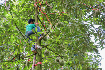 Worker is climbing on durian tree for harvest durian fruits with lush green durain garden background. Concept for agriculture and tropical friuts.