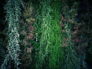 leaf wallpaper background