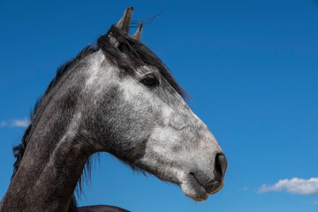 Spanish stallion used for breeding