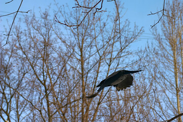 gray city crow in flight among the trees