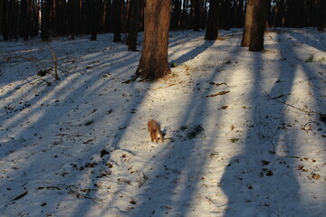 Zimowy krajobraz z wiewiórką © SZYMON