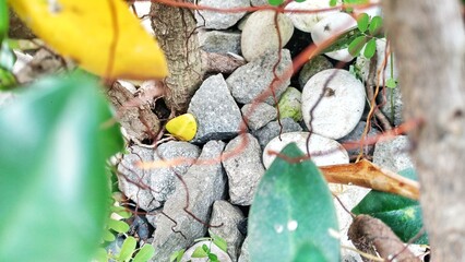 Pebbles in a plant pot