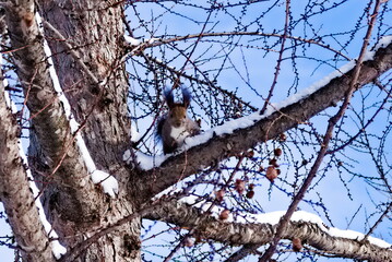 木の上のエゾリス