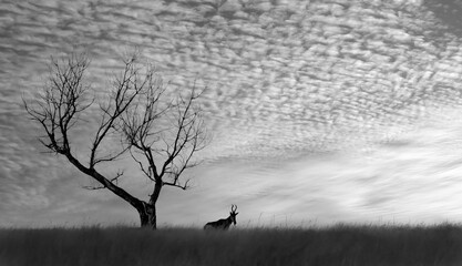 Black and White, silhouette of a tree and a single an Antelope 