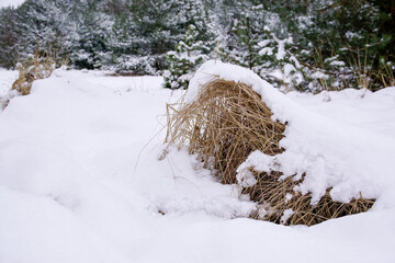Sucha trawa w zimę © Aruru