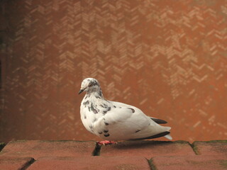 pidgeon