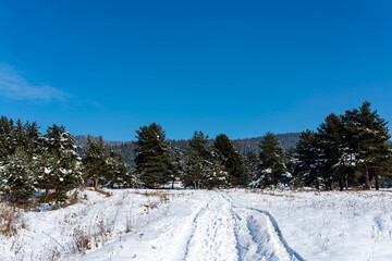 Winter landscape, dirt road covered with snow on a sunny winter day.