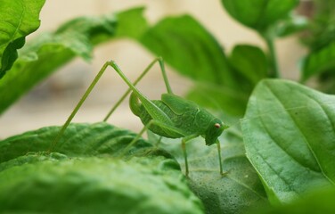 Grasshopper on leaves