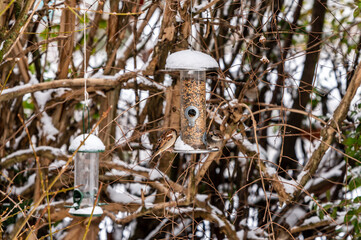 sparrows in winter