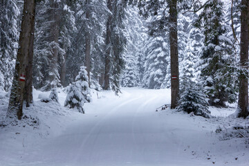 Snowy spruce forest with fresh tire tracks in Filzmoos (Salzburg county, Austria)