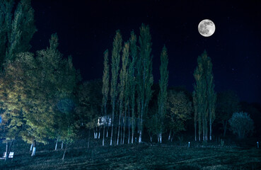Naklejka premium strange light in a dark forest at night. Silhouette of person standing in the dark forest with light. Dark night in forest at fog time. Surreal night forest scene. Horror halloween concept. Fairytale