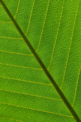 Close-up of fresh green leaves with fine details and veins visible. Suitable for making background images or accompanying text.
